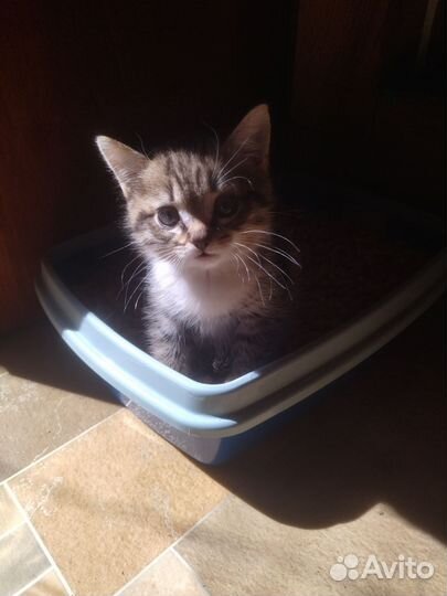 Котёнок в добрые руки