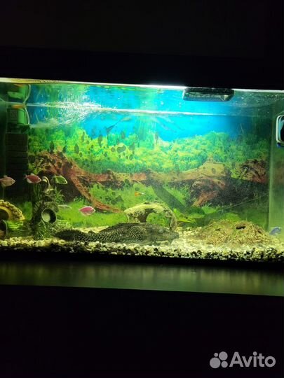 Аквариум на 100 литров