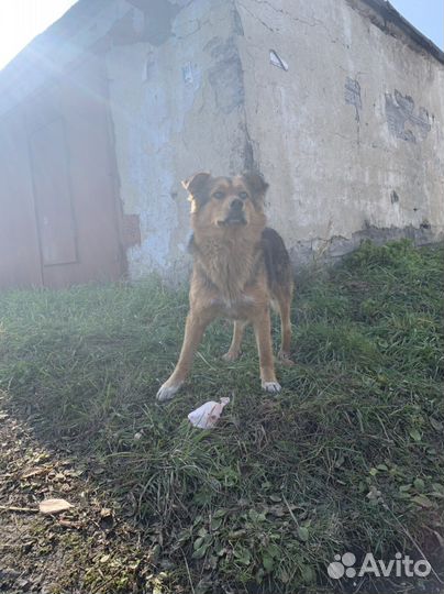 Собака в дорьые руки