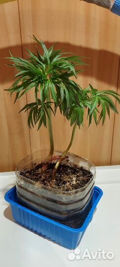 Марьин корень,пион уклоняющийся