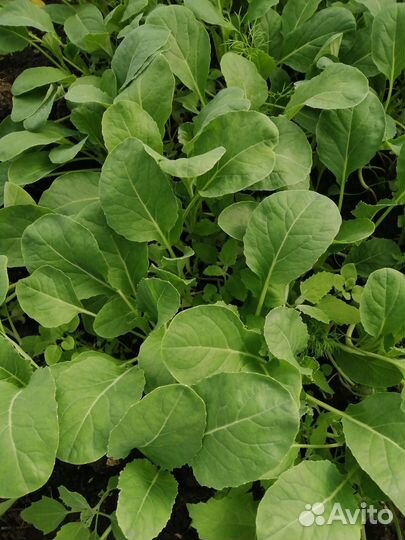 Рассада капусты