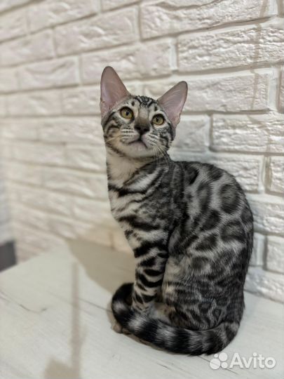 Бенгальская кошка серебро