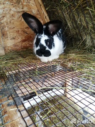 Кролики мясных пород