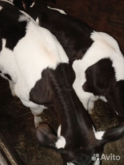 Бычки и телята