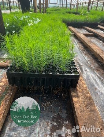 Сеянцы зкс Сосна окс Ель Лиственница Горная