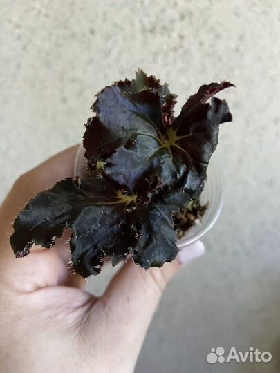 Бегония блек мамба