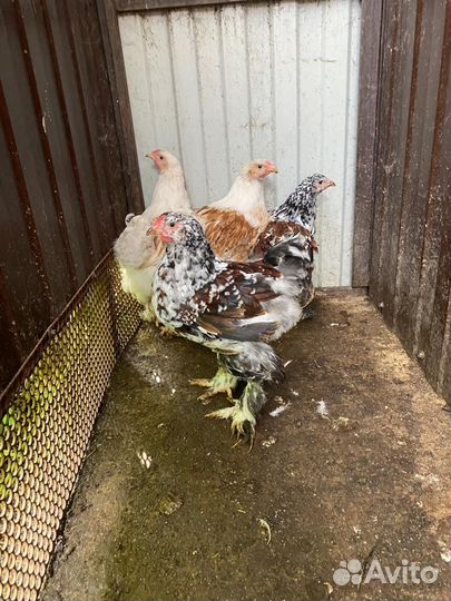 Подрощенные цыплята брамы и куры несушки