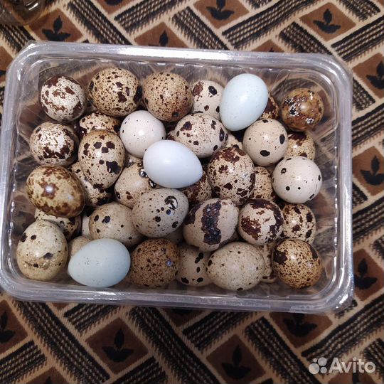 Яйцо куриное, перепелиное. Мясо бройлера, курей