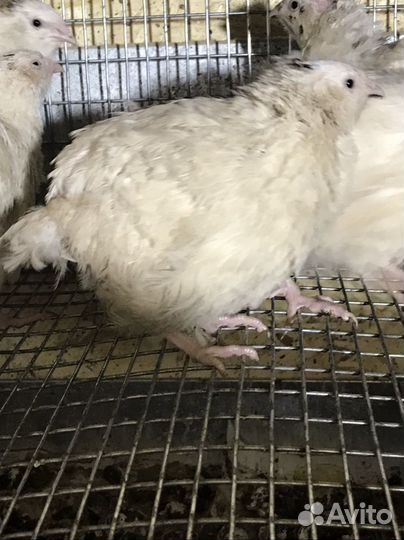 Яйцо инкубационное 