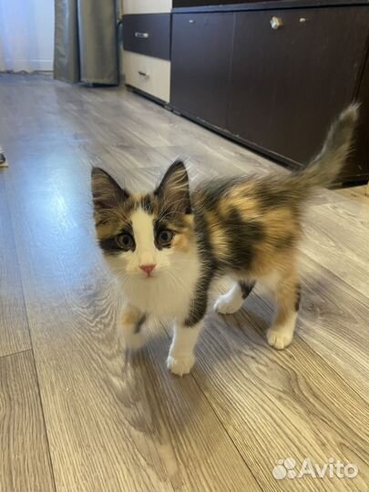 Кошечка в добрые руки