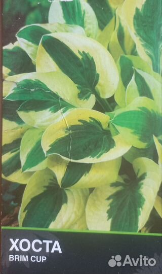 Хоста brim cup