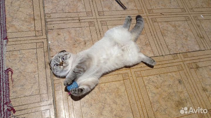 Шотландские котята