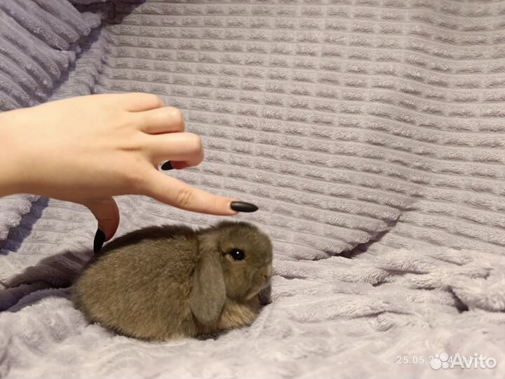 Декоративные кролики