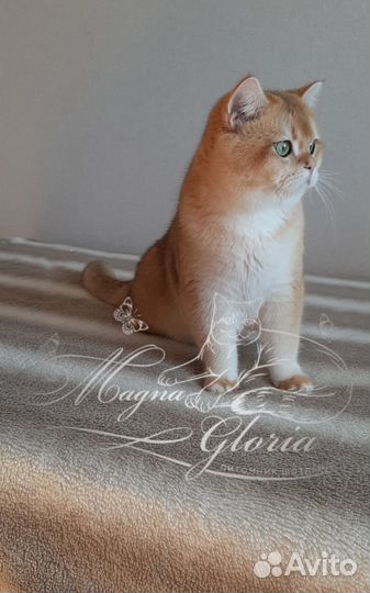 Вязка кот