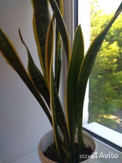 Сансевиерия