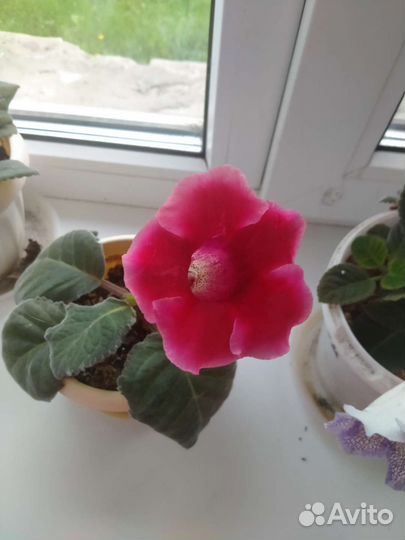 Глоксиния цветущая