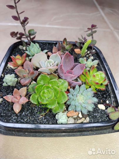 Суккуленты