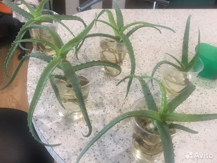 Комнатные цветы