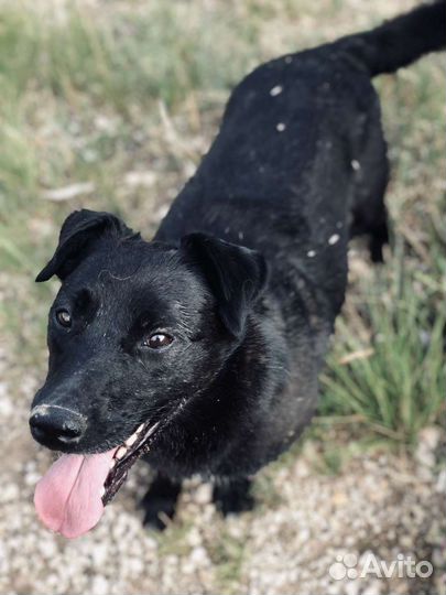 Собака в добрые руки