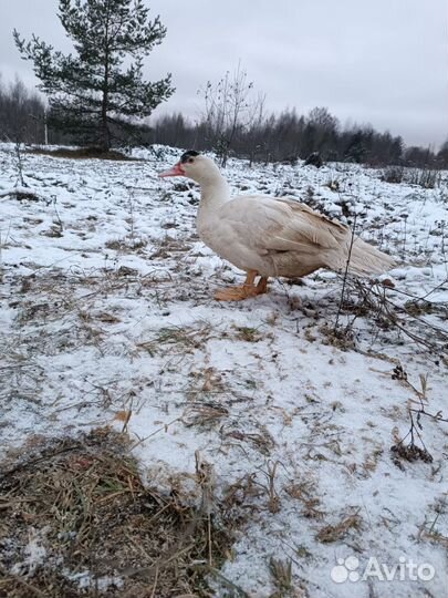 Селезни племенные мускусная утка тяжи