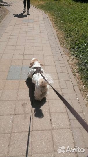 Выгул собак