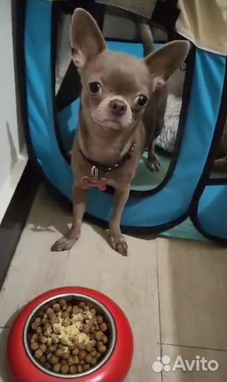 Зоогостиница Передержка животных Догситтер