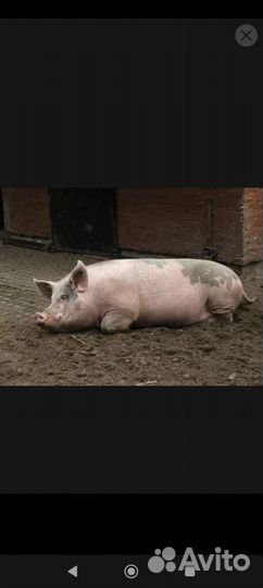 Большие белые