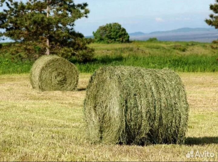 Продаю сено