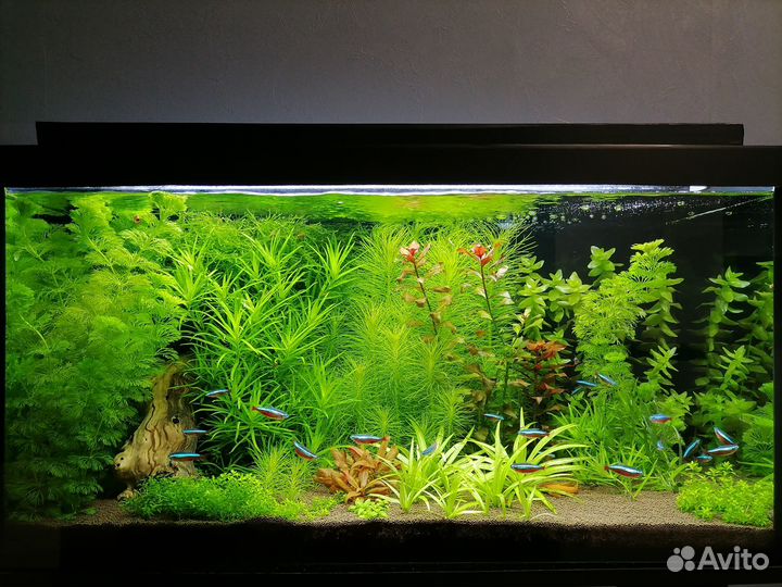 Аквариумные растения