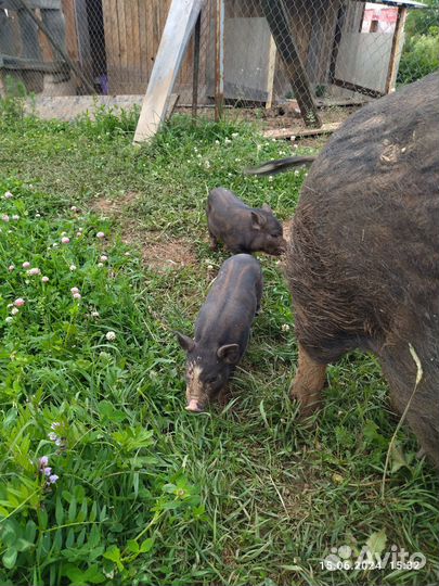 Вьетнамский вислобрюхий хряк