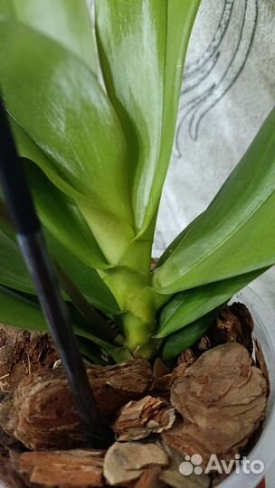 Орхидея фаленопсис gold staff