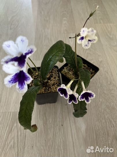 Стрептокарпус