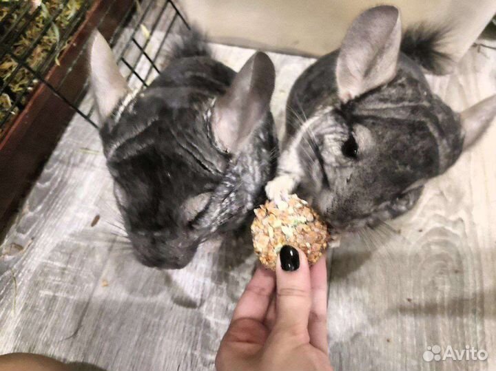 Шиншиллы с клеткой