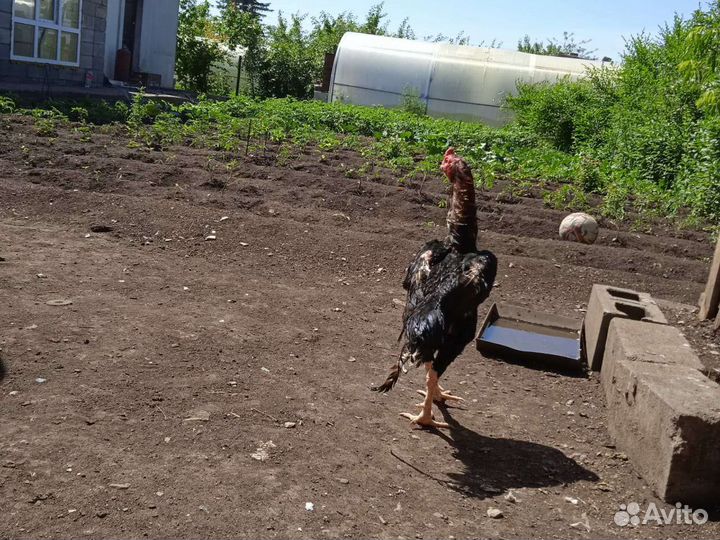 Петух