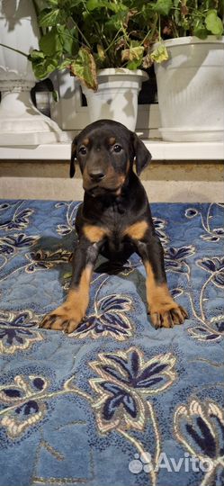 Щенки добермана