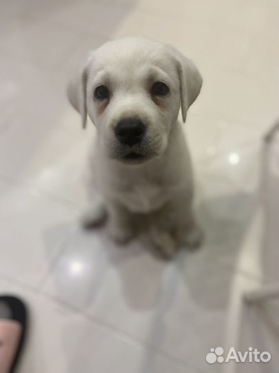 Щенок лабрадор