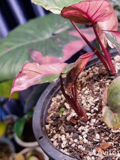 Алоказия Серендипити