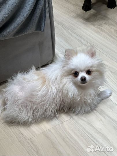 Передержка домашних животных на дому