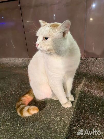 Котик