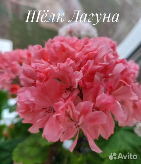 Пеларгония герань сортовая