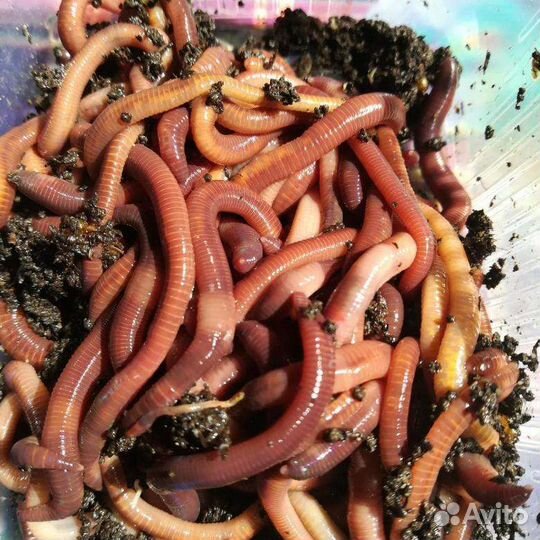 Мотыль кормовой, черви, опарыш