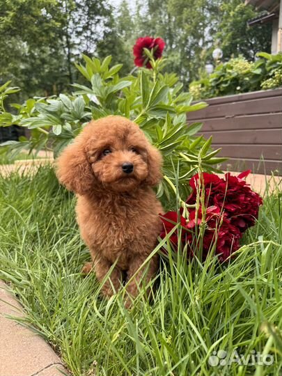 Той-пудель тедди мальчик РКФ