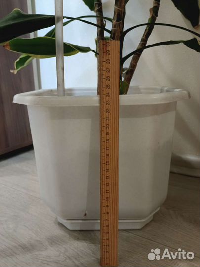 Пальма драцена