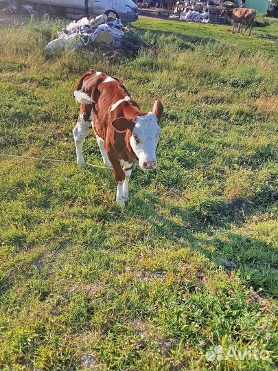 Продам телку