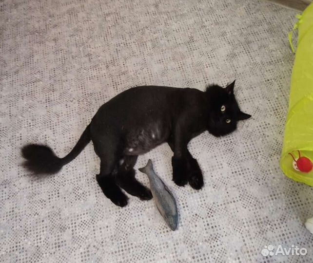 Шикарный кот Барон