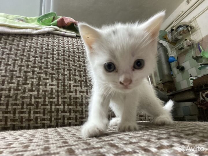 Котята в добрые руки 1 месяц