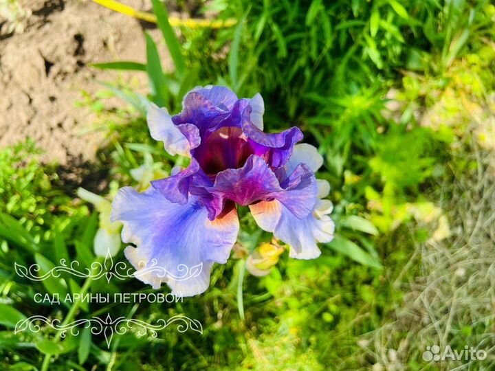 Ирис Карибик