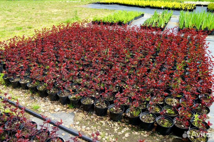 Растения P9 П9 в ассортименте