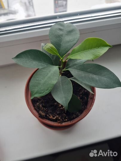 Фикус ретуза