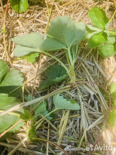 Рассада клубники Азия